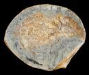 Triassic Fossil Shrimp From Madagascar #5167-1
